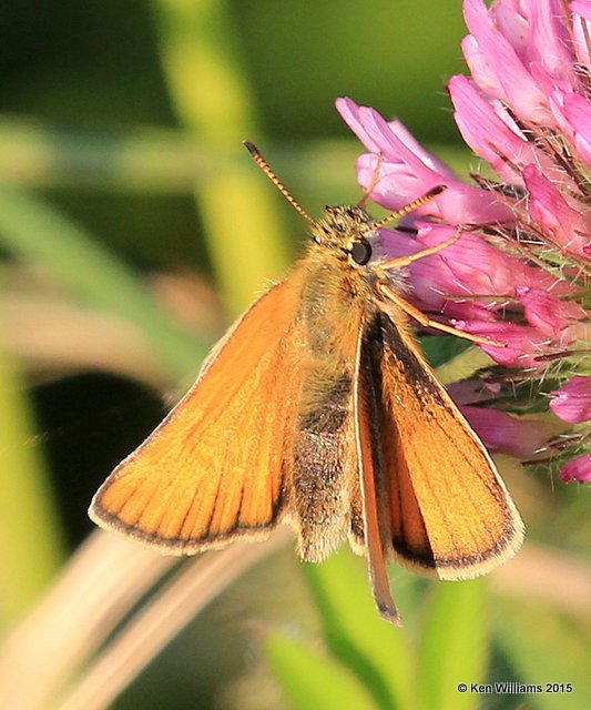 European Skipper, Calais, ME, 7-10-15, Jpa_0140.jpg