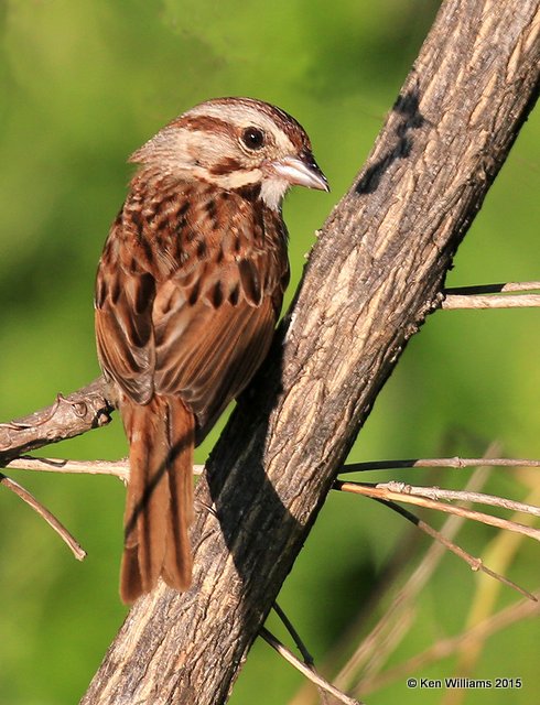 Song Sparrow, Calais, ME, 7-10-15, Jpa_0049.jpg