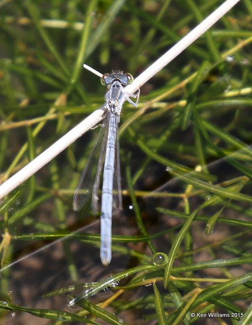 Mexican Forktail, Ischnura demorsa, mature female, Portal, AZ, 8-17-15, Jp_6540.JPG