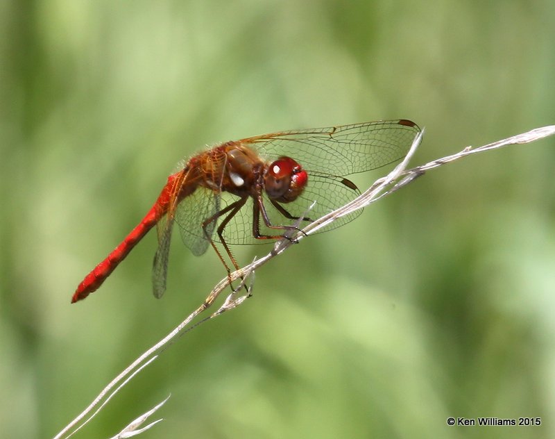 Cardinal Meadowhawk male, Barfoot Park, AZ, 8-18-15, Jp_7079.JPG