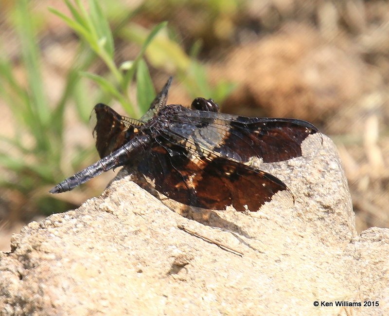 Filigree Skimmer Pseudoleon superbus, California Gulch, AZ, 8-22-15, Jp_0263.JPG