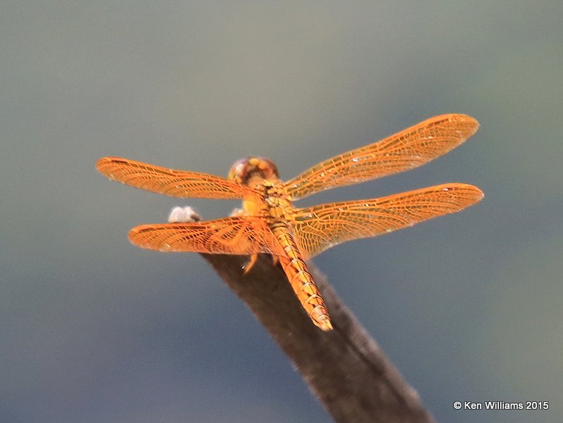 Mexican Amberwing, Perithemis intensa, Sweetwater Wetland, Tucson, AZ, 8-24-15, Jp_2389.JPG