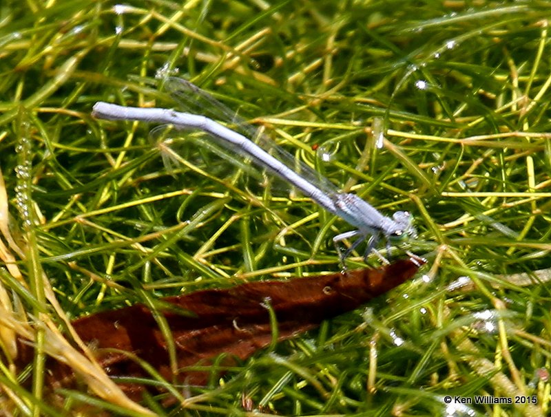 Mexican Forktail, Ischnura demorsa, mature female, Portal, AZ, 8-17-15, Jp_6545.JPG