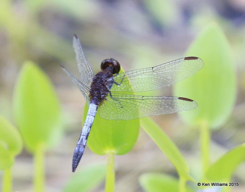 Plateau Dragonlet male, California Gulch, AZ, 8-22-15, Jp_0611.JPG