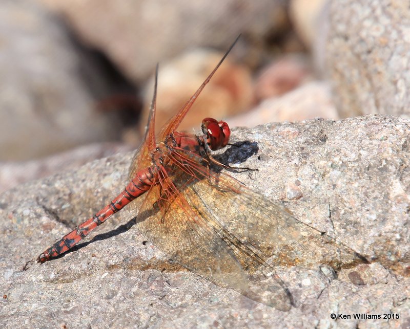 Red Rock Skimmer, Paltothemis lineatipes, Cave Creek, AZ, 8-17-15, Jp_6219.JPG