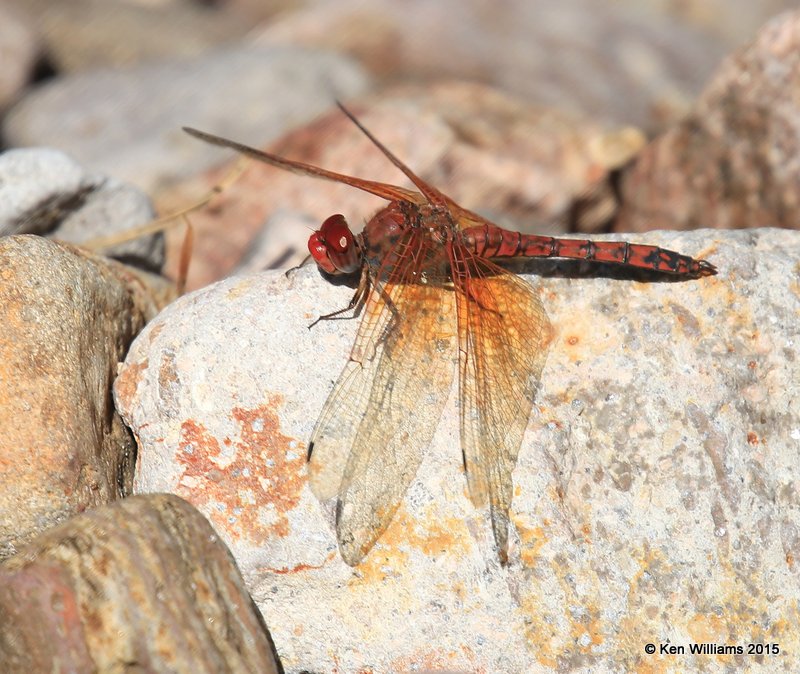 Red Rock Skimmer, Paltothemis lineatipes, Cave Creek, AZ, 8-17-15, Jp_6231.JPG