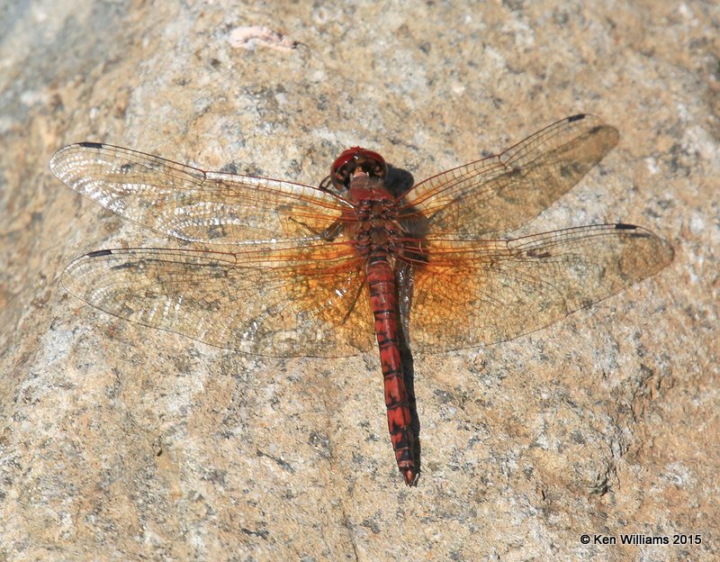 Red Rock Skimmer, Paltothemis lineatipes, Paradise, AZ, 8-19-15, Jp_7686.JPG