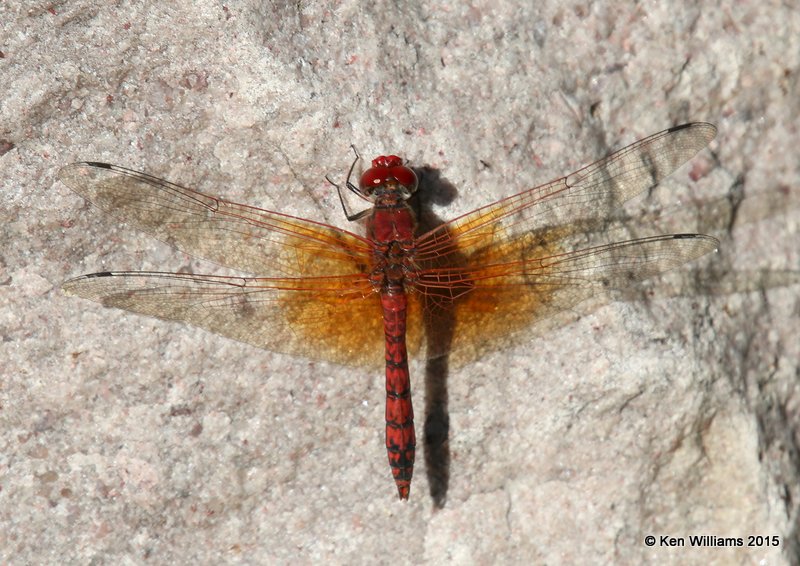 Red Rock Skimmer, Paltothemis lineatipes, Ramsey Canyon,  AZ, 8-20-15, Jp_8433.JPG