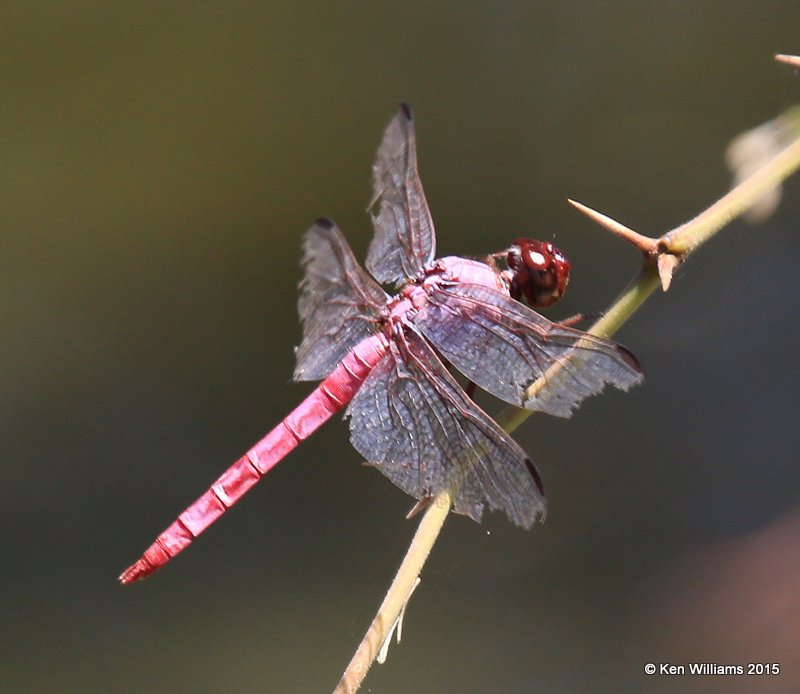 Roseate Skimmer Orthemis ferruginea male, Sweetwater Wetland, Tucson, AZ, 8-24-15, Jp_2257.JPG