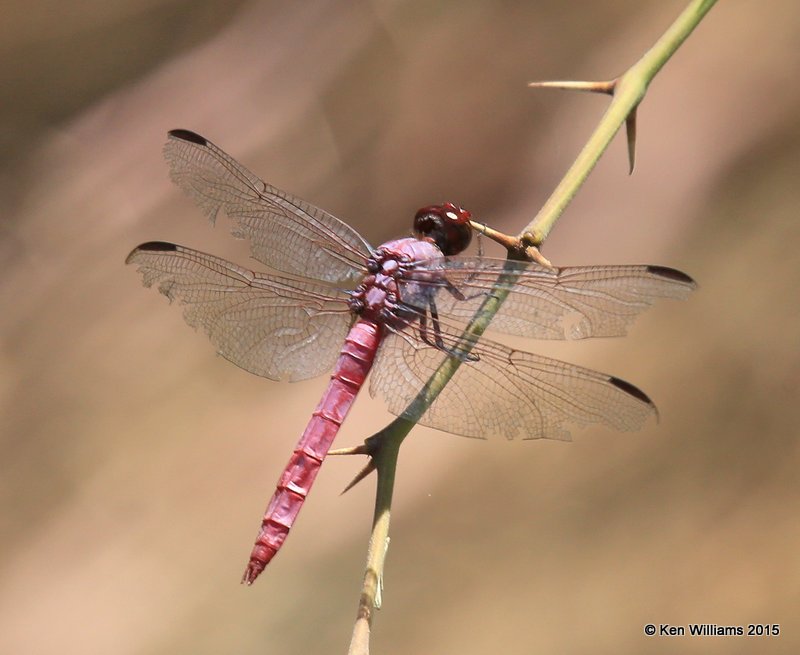 Roseate Skimmer Orthemis ferruginea male, Sweetwater Wetland, Tucson, AZ, 8-24-15, Jp_2251.JPG