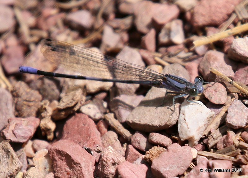 Spine-tipped Dancer male, Argia extranea male, Ramsey Canyon, AZ, 8-20-15, Jp_8490-91.JPG