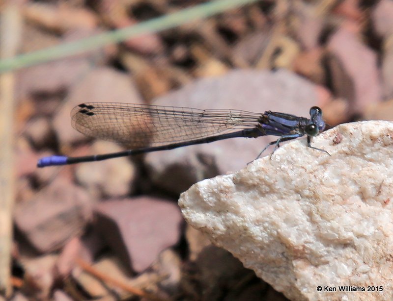 Spine-tipped Dancer male, Argia extranea male, Ramsey Canyon, AZ, 8-20-15, Jp_8493.JPG