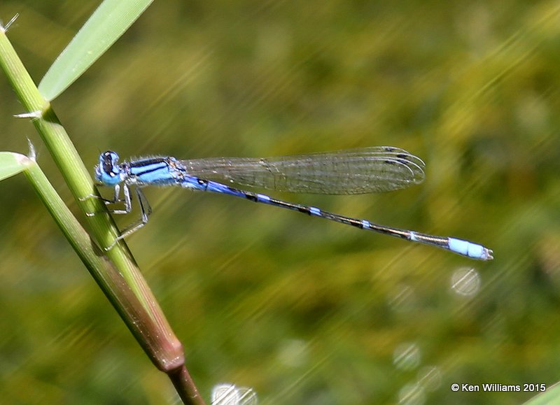 Tule Bluet, Enallagma carunculatum male, Portal, AZ, 8-17-15, Jp_6546.JPG