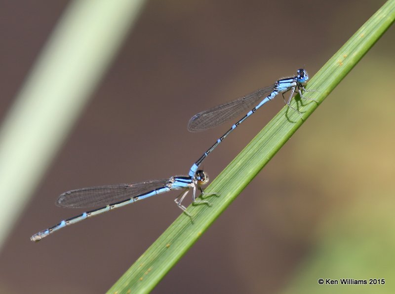 Tule Bluet, Enallagma carunculatum pair, Portal, AZ, 8-17-15, Jp_6537.JPG