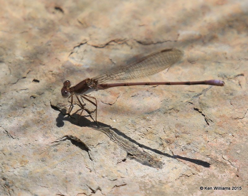 Variable Dancer, Argia fumipennis, Sweetwater Wetland, Tucson, AZ, 8-24-15, Jp_2235.JPG