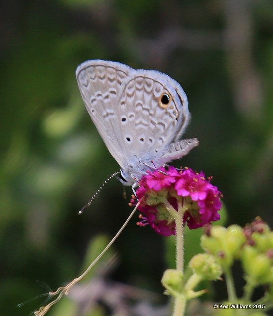 Ceraunus Blue, California Gulch, AZ, 8-22-15, Jpa_0346.jpg