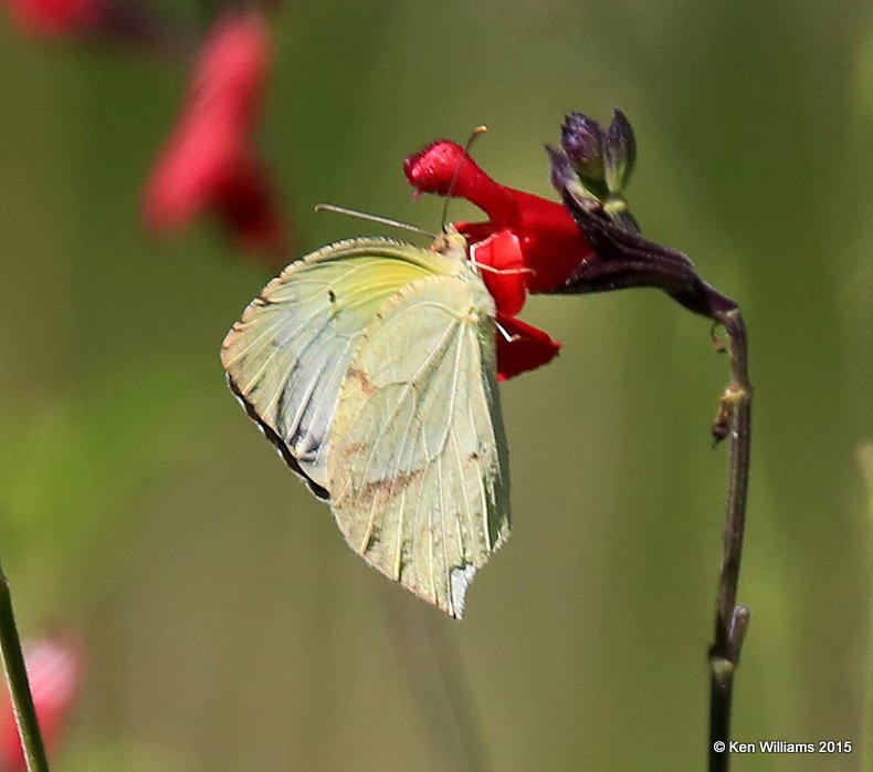 Mexican Yellow, Madera Canyon, AZ, 8-23-15, Jpa_1214.jpg