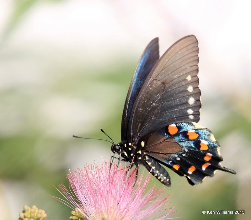 Pipevine Swallowtail, Ash Canyon B&B, Herford, AZ, 8-21-15, Jpa_9157.jpg