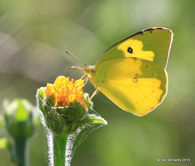 Southern Dogface, Madera Canyon, AZ, 8-23-15, Jpa_1480.jpg