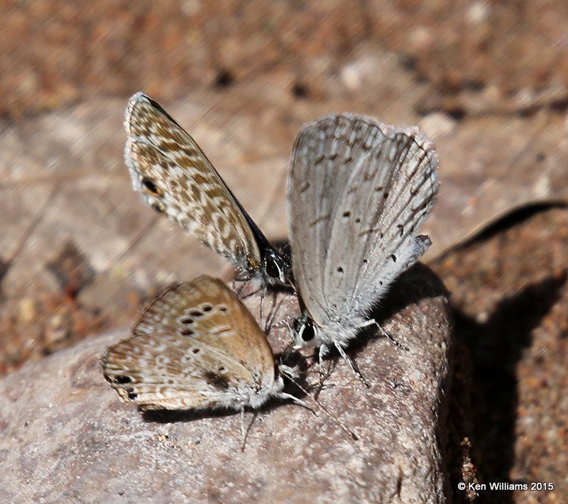 Summer Azure, Reakirt's Blue & Marine Blue, Cave Creek, AZ, 8-17-15, Jpa_6316.jpg