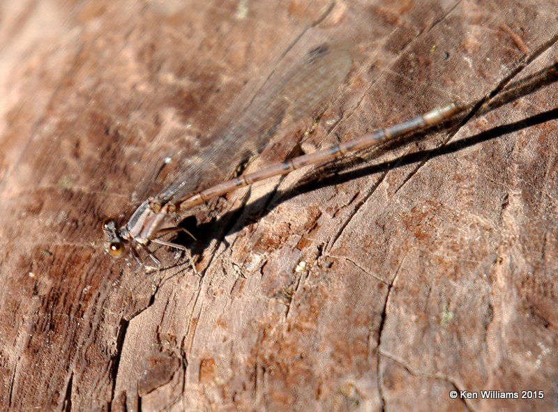 Spine-tipped Dancer female, Argia extranea Paradise AZ 8-18-15 Jp_6882.JPG