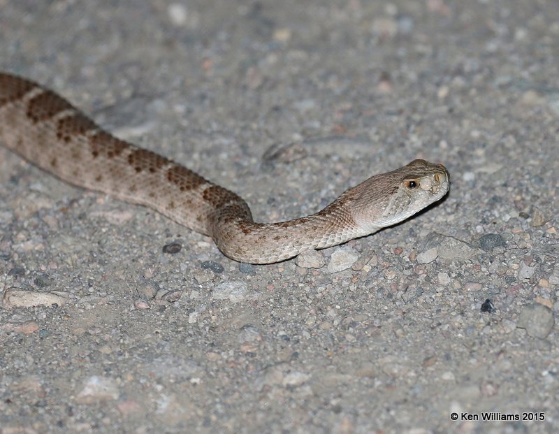Western Diamondback Rattlesnake, Portal, AZ, 8-16-15, Jpa_5896.jpg