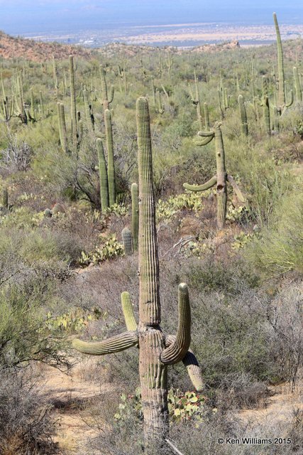 Saguaro Cactus, Saguaro National Park,  AZ, 8-24-15, Jp7_2165.jpg
