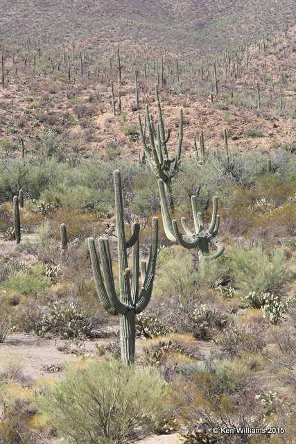Saguaro Cactus, Saguaro National Park,  AZ, 8-24-15, Jp7s_2166.jpg
