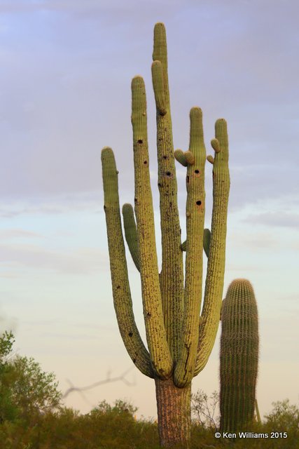 Saguaro Cactus, Saguaro National Park, AZ, 8-24-15, Jp7s_1742.jpg