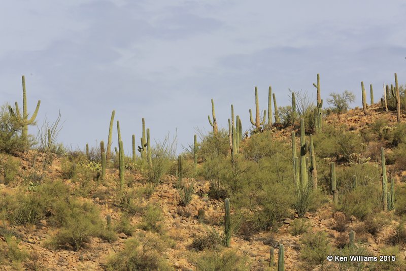Saguaro Cactus, Saguaro National Park,  AZ, 8-24-15, Jp7_1980.jpg