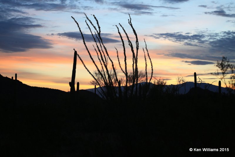 Sunrise, Saguaro National Park, AZ, 8-24-15, Ja_1707.jpg