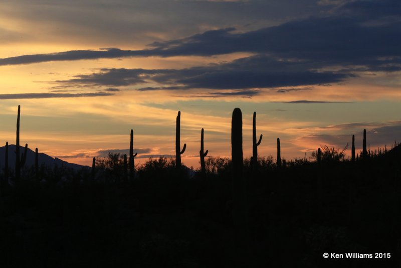 Sunrise, Saguaro National Park, AZ, 8-24-15, Ja_1734.jpg