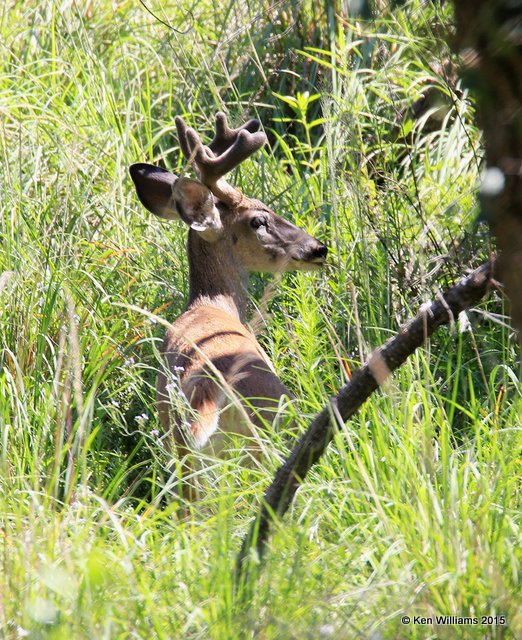 White-tailed Deer buck - Coues, Paradise, AZ, 8-19-15, Jpa_7775.jpg