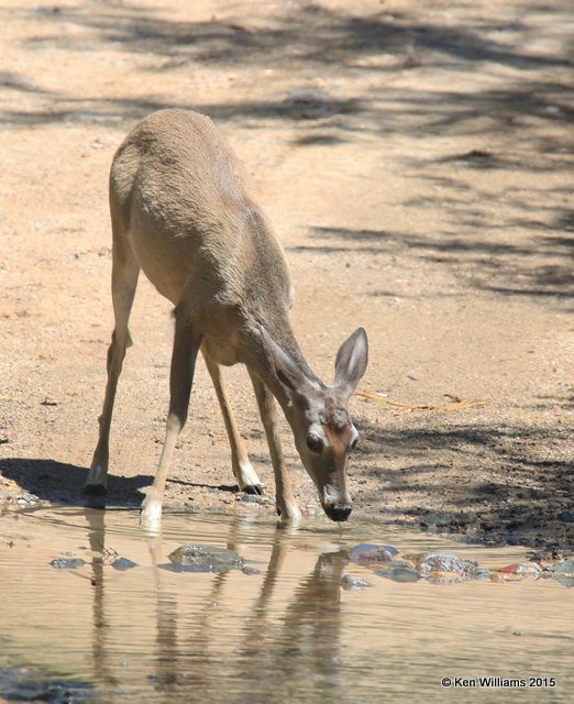 White-tailed Deer doe - Coues, Madera Canyon, AZ, 8-23-15, Jpa_1460.jpg