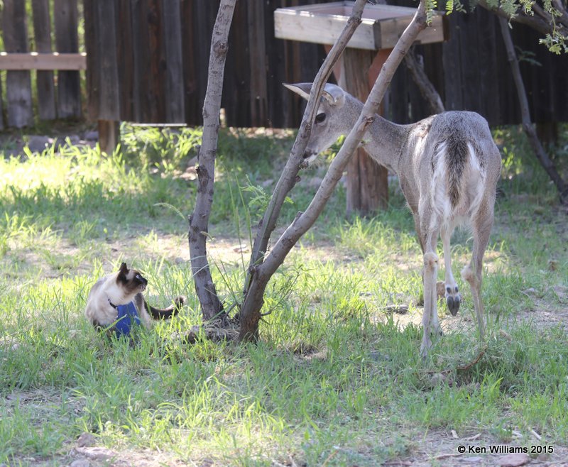 White-tailed Deer doe - Coues vs cat, Portal, AZ, 8-16-15, Jpa_5126.jpg
