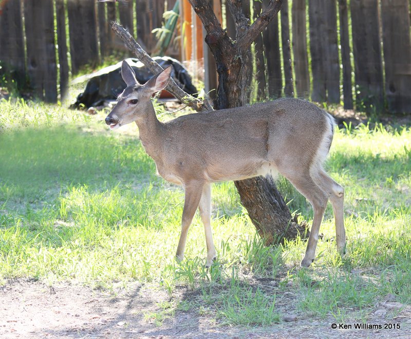 White-tailed Deer doe - Coues, Portal, AZ, 8-16-15, Jpa_5125.jpg