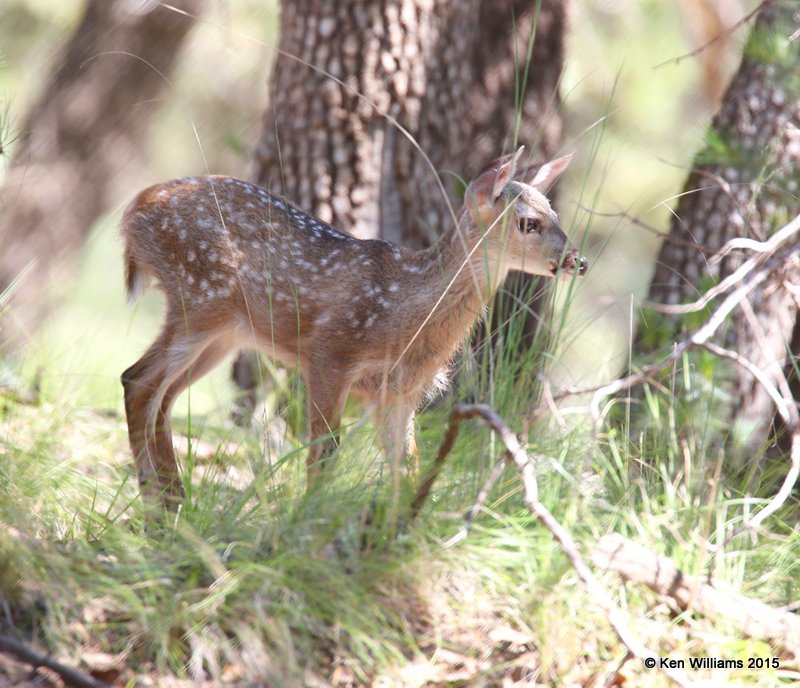 White-tailed Deer fawn - Coues, Cave Creek, AZ, 8-18-15, Jpa_7169.jpg