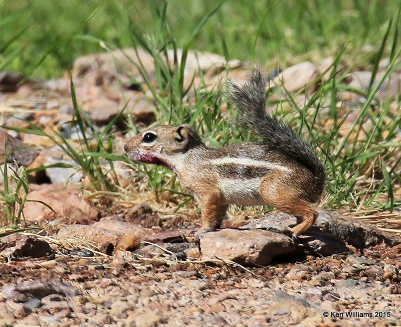 Harris's Antelope Ground Squirrel, Ammos harrisi, Portal, AZ, 8-16-15, Jpa_5656.jpg