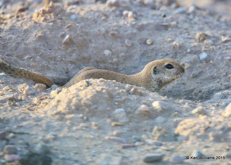 Round-Tailed Ground Squirrel - Spermophilus tereticaudus, Sweetwater Wetland, Tucson, AZ, 8-24-15, Jpa_2424.jpg