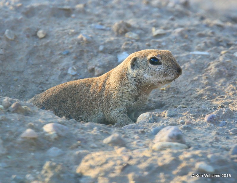 Round-Tailed Ground Squirrel - Spermophilus tereticaudus, Sweetwater Wetland, Tucson, AZ, 8-24-15, Jpa_2428.jpg