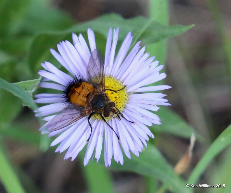 Bee Fly, Ruidoso, NM, 8-14-15, Jp_3910.JPG