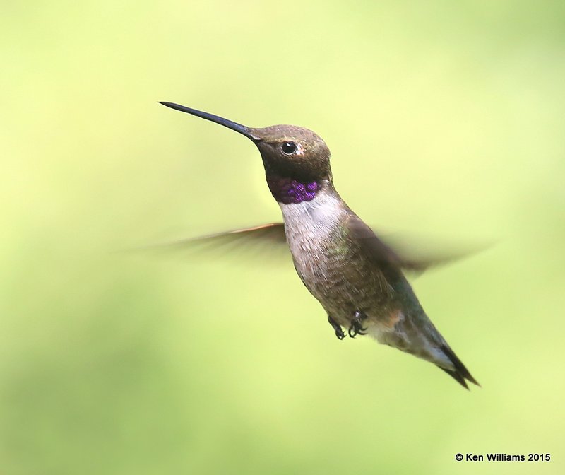 Black-chinned Hummingbird male, Madera Canyon, AZ, 8-23-15, Jp_1012.JPG