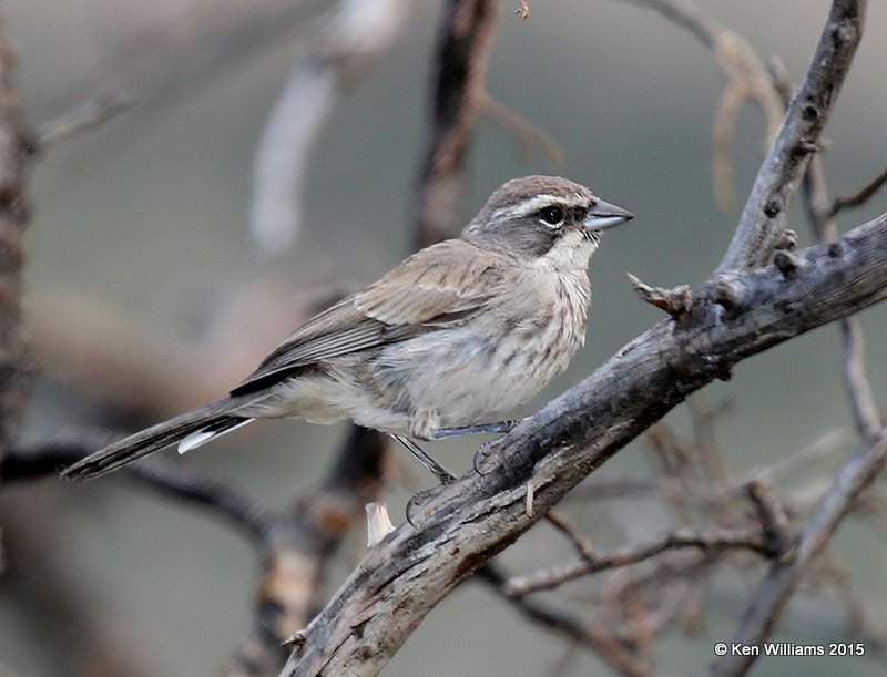 Black-throated Sparrow juvenile, Portal, AZ, 8-15-15, Jp_4798.JPG