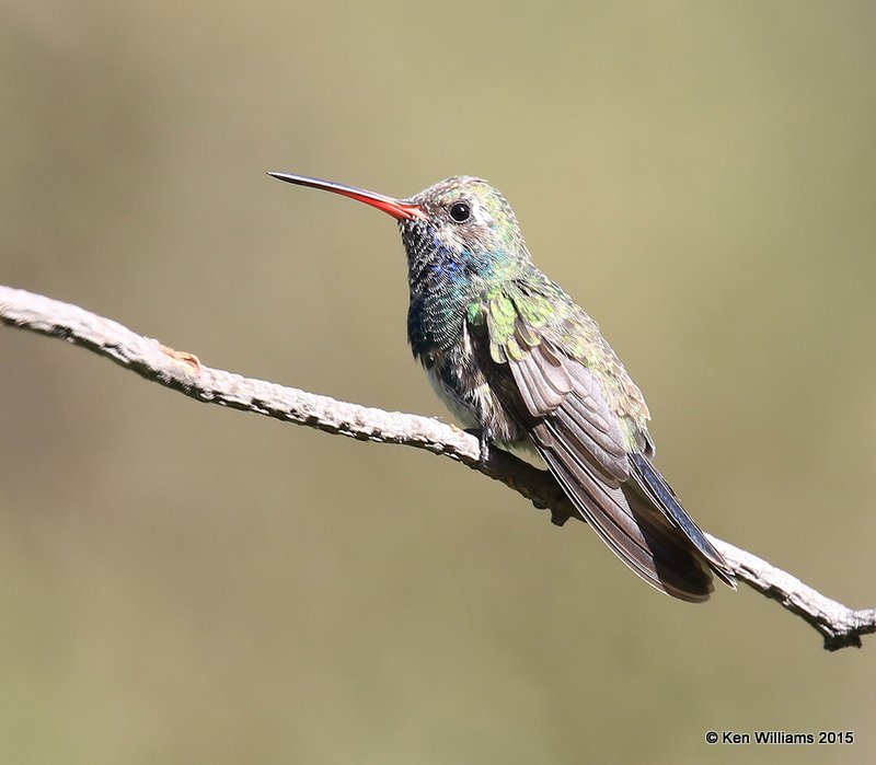 Broad-billed Hummingbird immature male, Madera Canyon, AZ, 8-23-15, Jp_0911.JPG