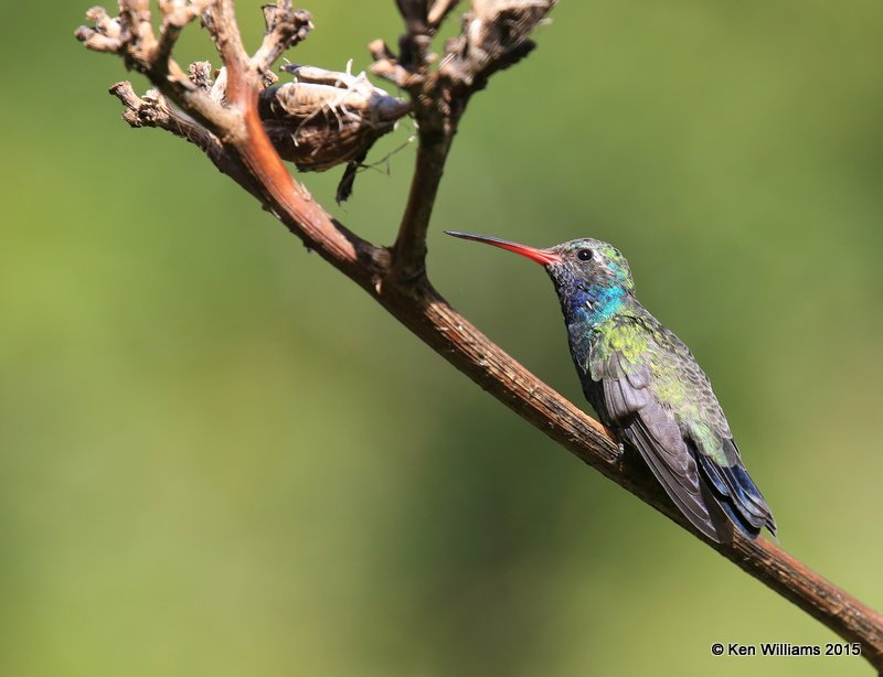 Broad-billed Hummingbird male, Madera Canyon, AZ, 8-23-15, Jp7_1052.JPG