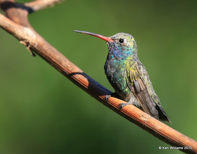 Broad-billed Hummingbird male, Madera Canyon, AZ, 8-23-15, Jp_0758.JPG
