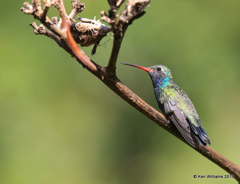 Broad-billed Hummingbird male, Madera Canyon, AZ, 8-23-15, Jp_1052.JPG