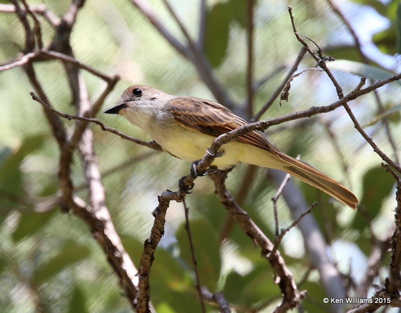 Brown-crested Flycatcher, Cave Creek, AZ, 8-17-15, Jpa_6449.JPG