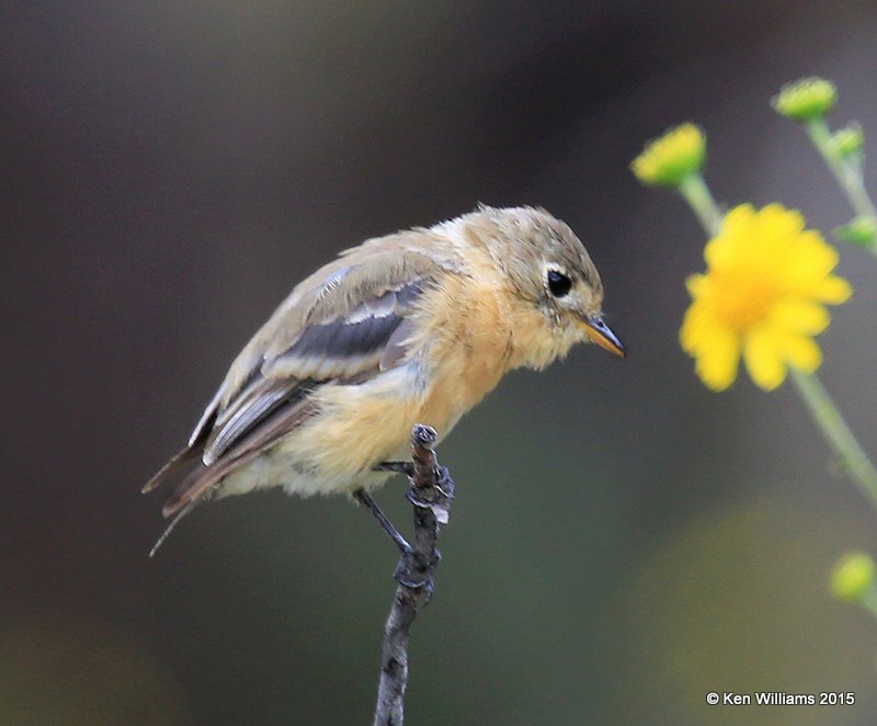 Buff-breasted Flycatcher, Carr Canyon, Herford, AZ, 8-21-15, Jp_0038.JPG