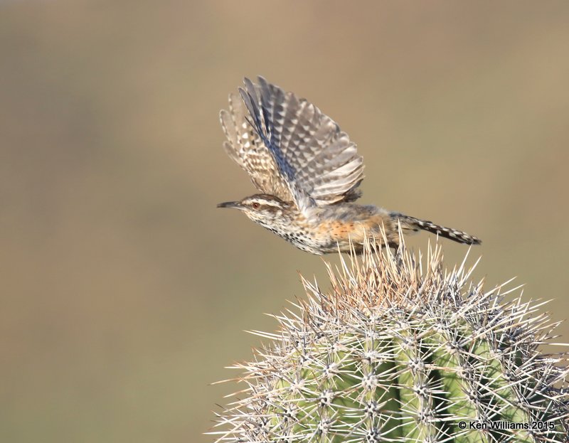 Cactus Wren, Saguaro National Park,  AZ, 8-24-15, Jp_1931.JPG